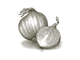 Onions art